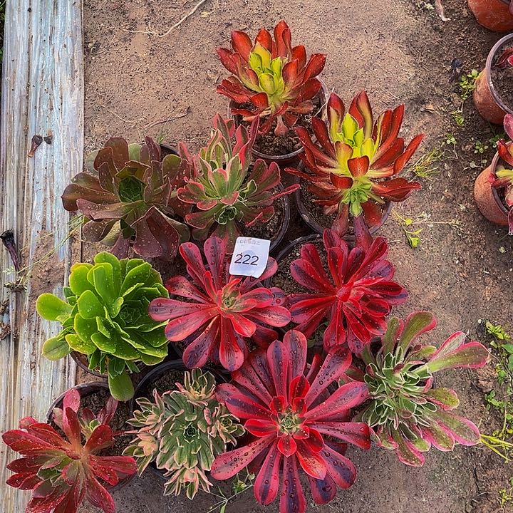 222 法师斤多肉组合