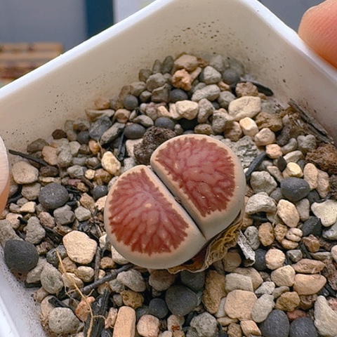 1725菊红窗菊花纹带盆土发货