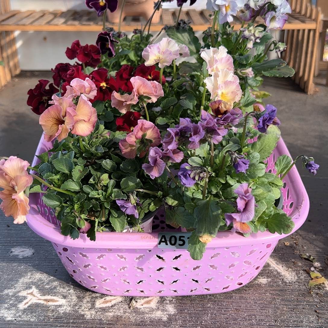 【闪购商品】051号