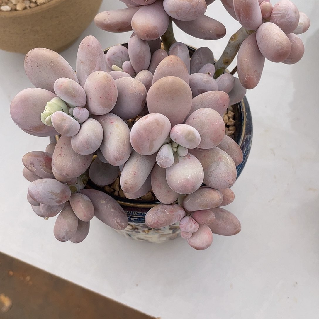 奶酪 多肉多肉多肉