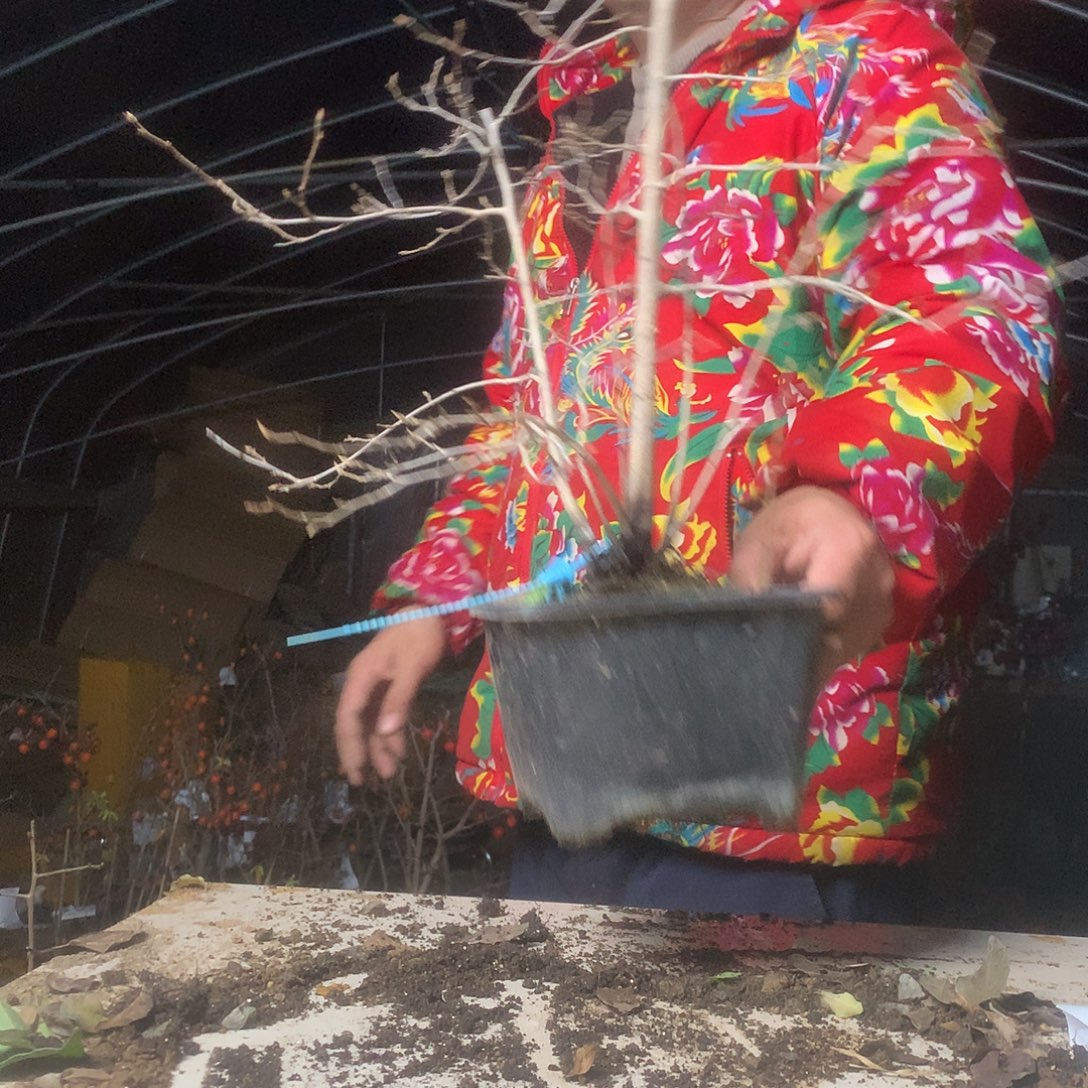 放***情无花朵老鸦的眼睛里