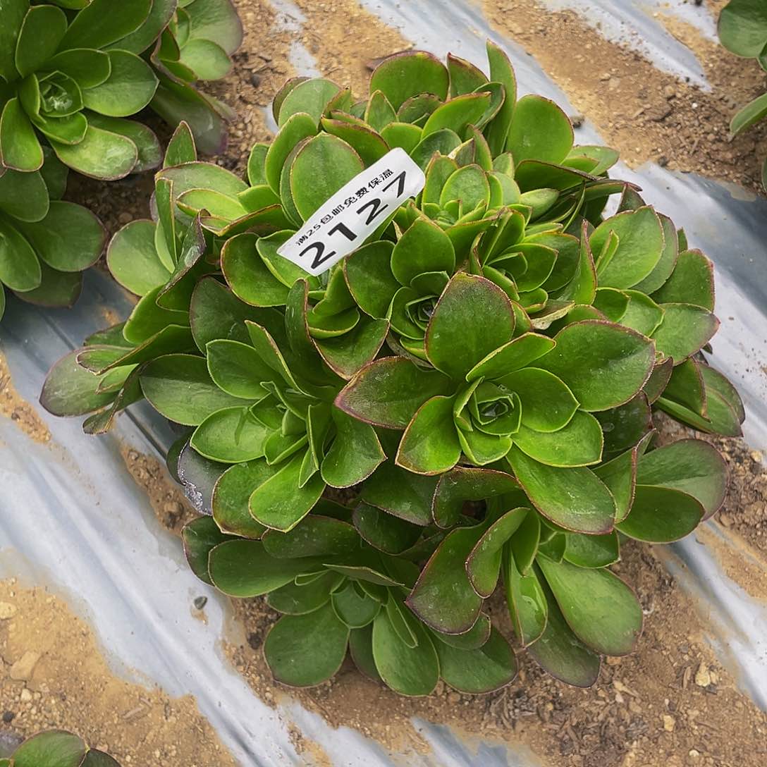 2127媚金玫瑰多肉植物