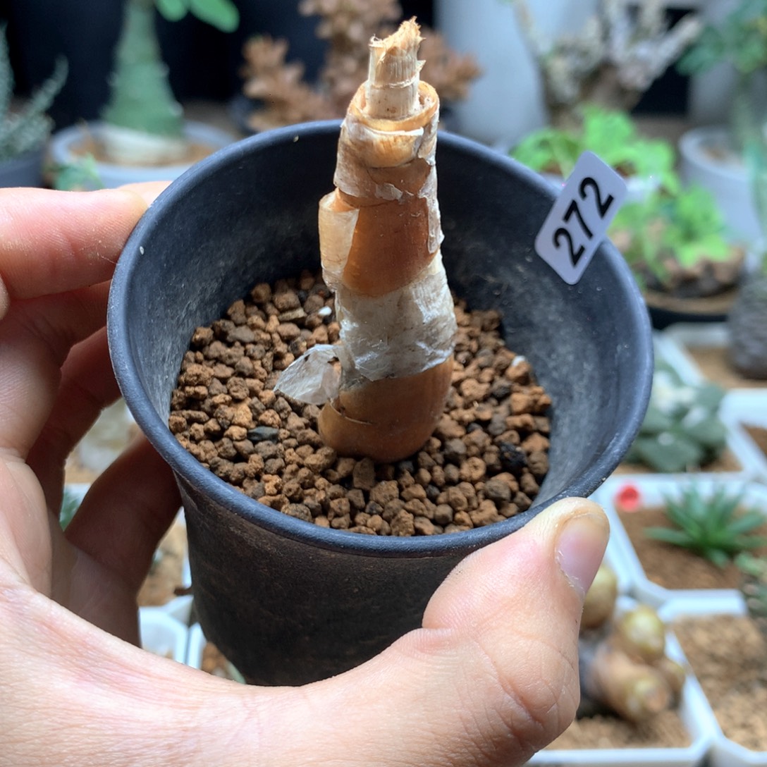 产地巨凤之卵带盆