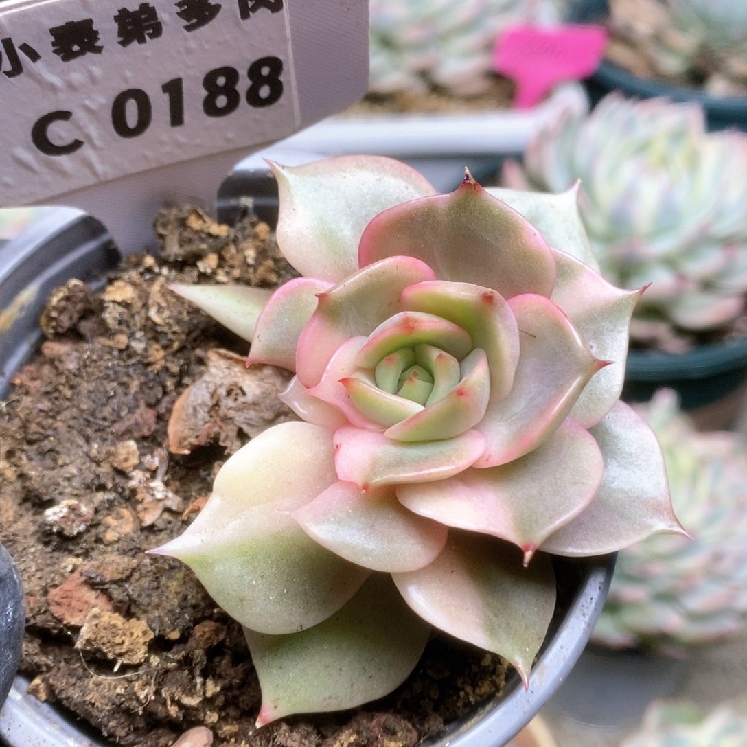 188锦锦锦锦锦锦