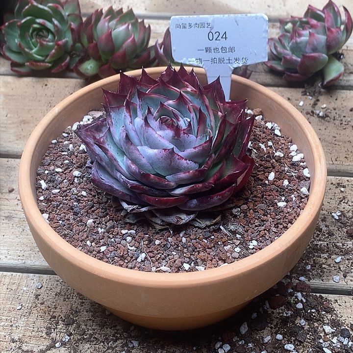 惊鸿仙子一物一拍024