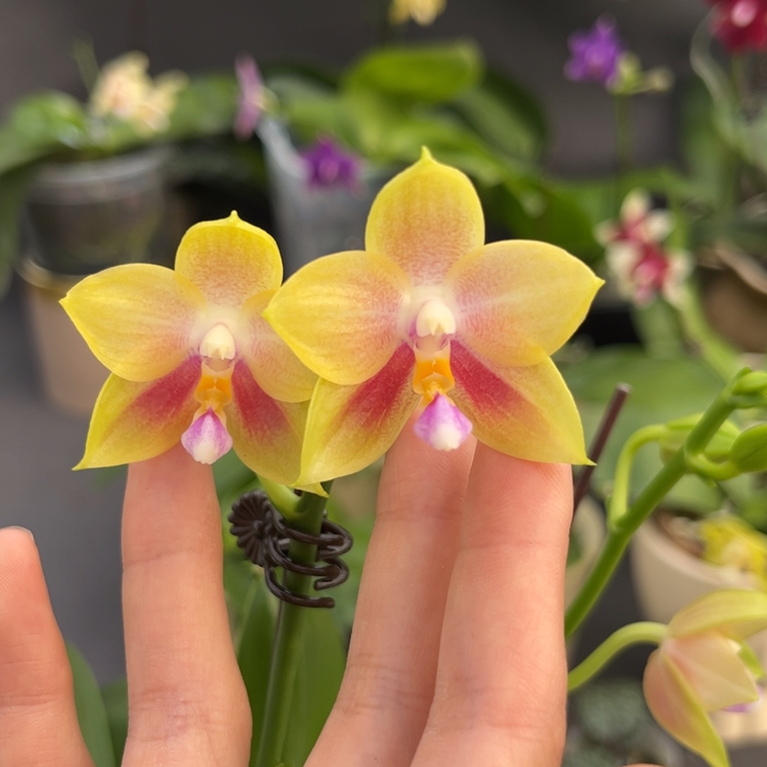 完全开放4寸鹰隼彩虹开花株