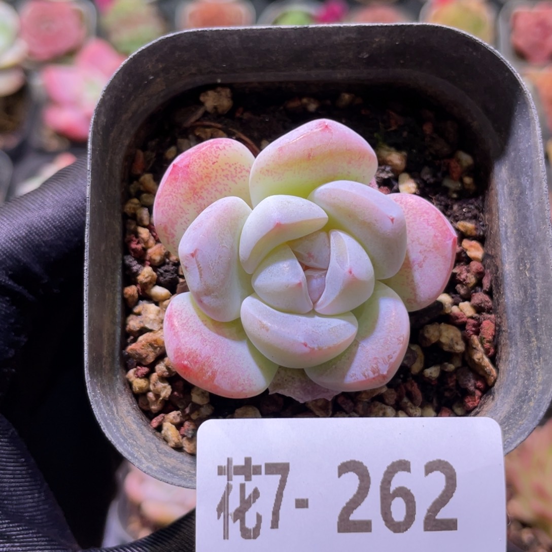 花利美7-262冰玉单头