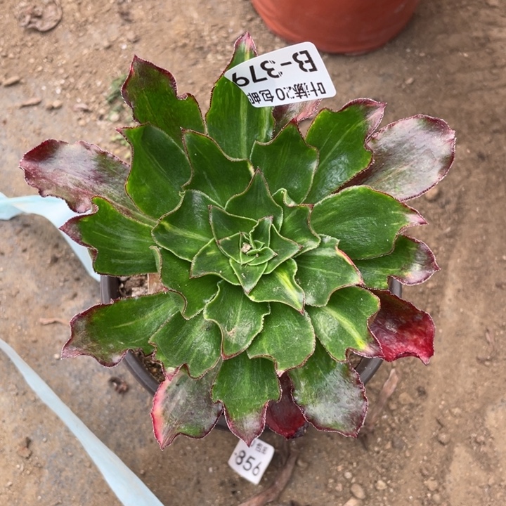 379魅影七彩多肉11344578多肉