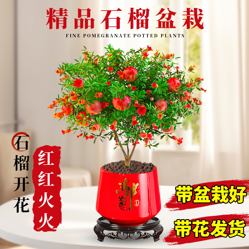 带花苞石榴花绿植花卉盆栽观赏室内盆景四季开花植物室外庭院阳台