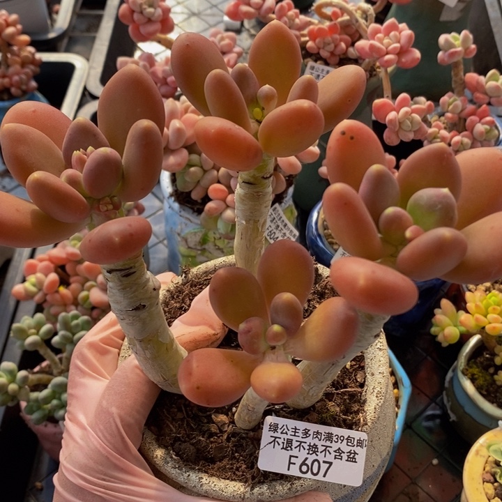 金蝉老桩607多肉植物