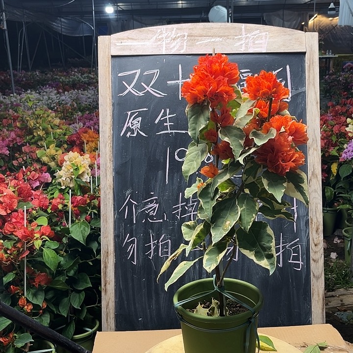 完全开放三角梅橙马斯