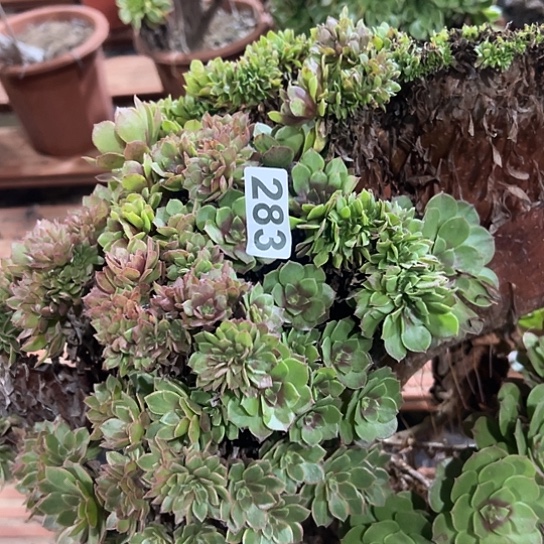天***意多肉植物一个万追