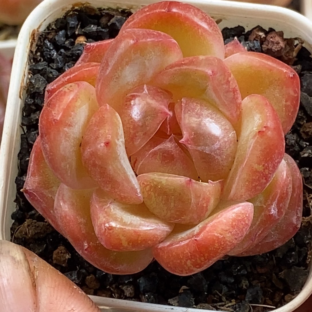 天官赐福百无禁忌