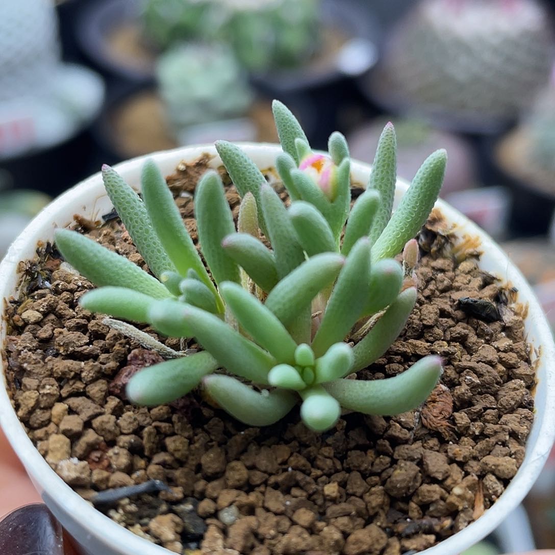 晶珊瑚仙人球多肉