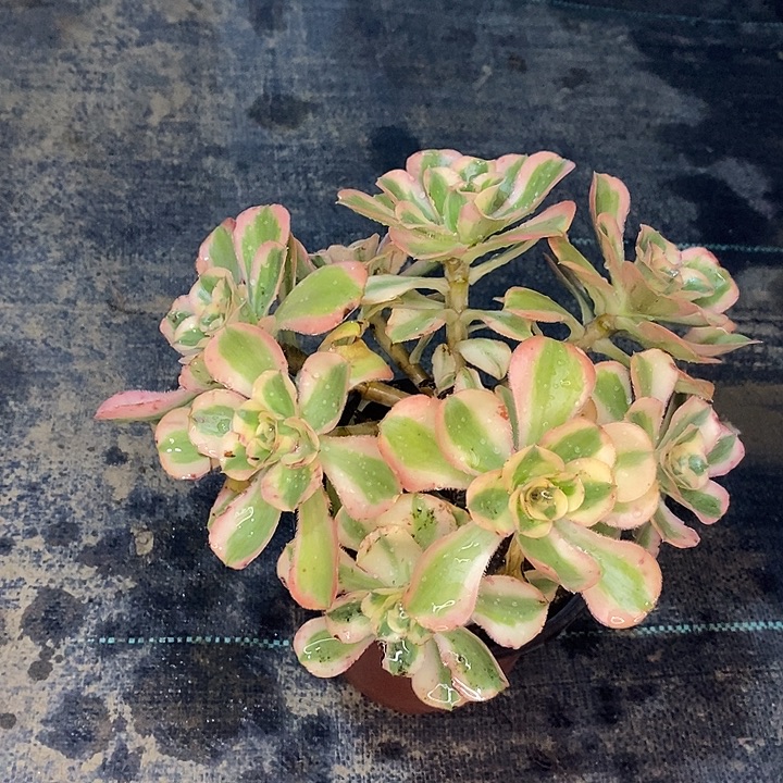 燕姿锦3多肉植物法师法师