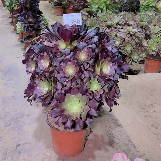 486噢紫多肉植物
