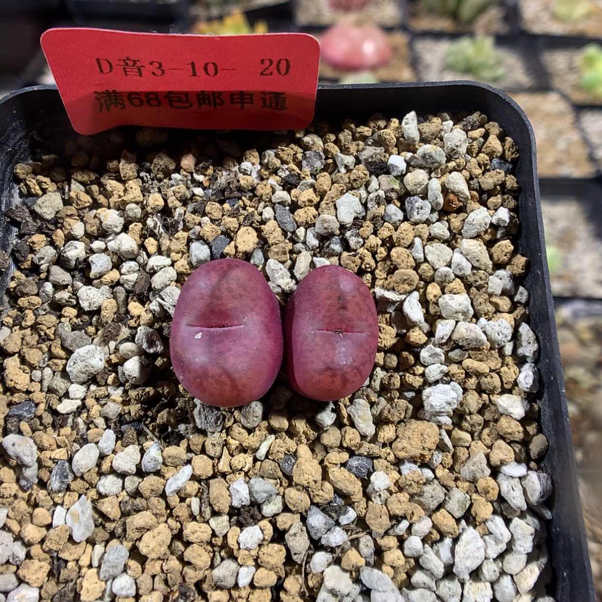 【闪购商品】3-10-20 毛杂猴肉肉 40