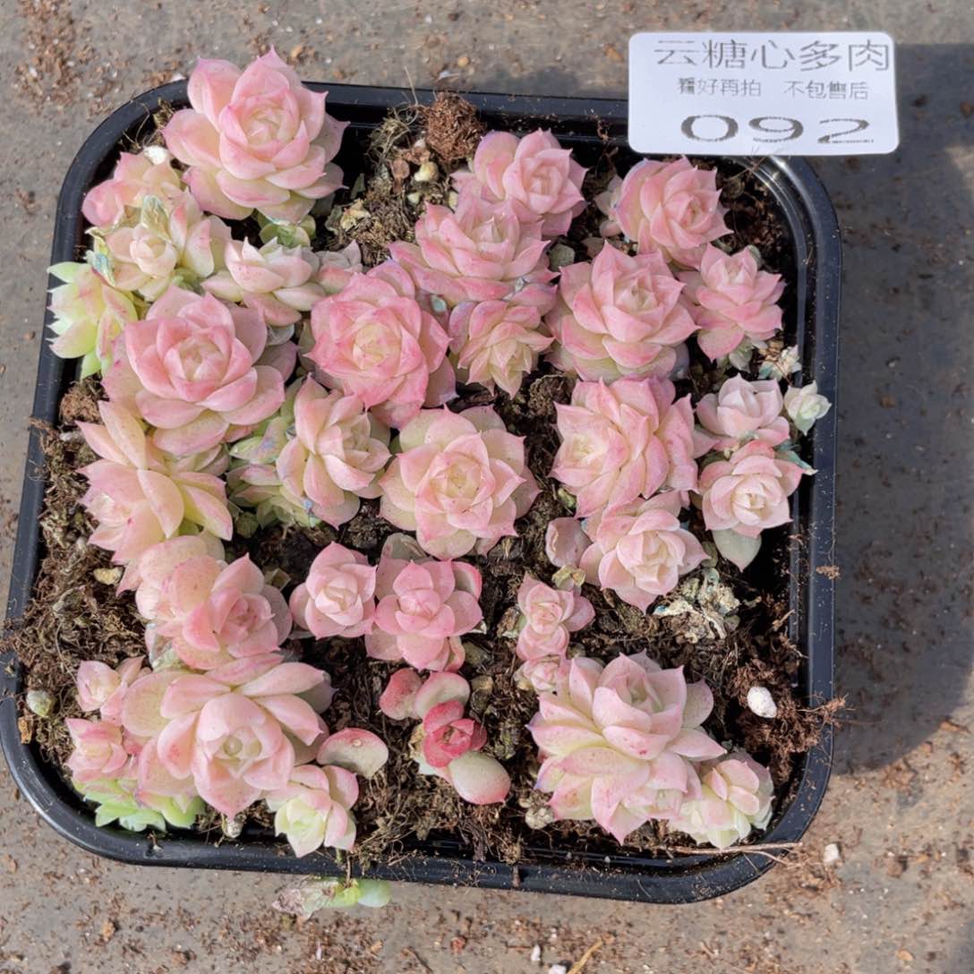 云糖心多肉植物92