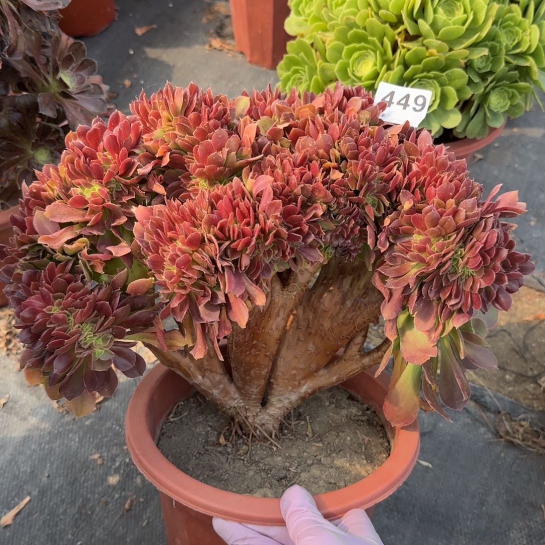 449多肉植物玫瑰缀