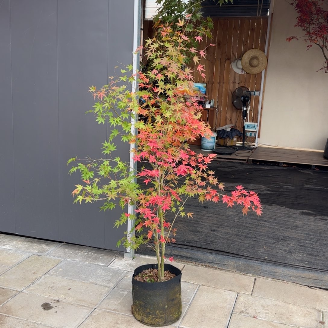 无花朵一物一拍 红 308