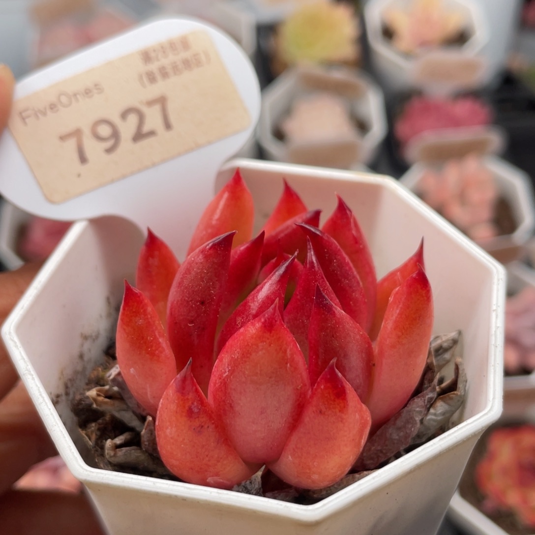 弗兰克7927-4.5厘米