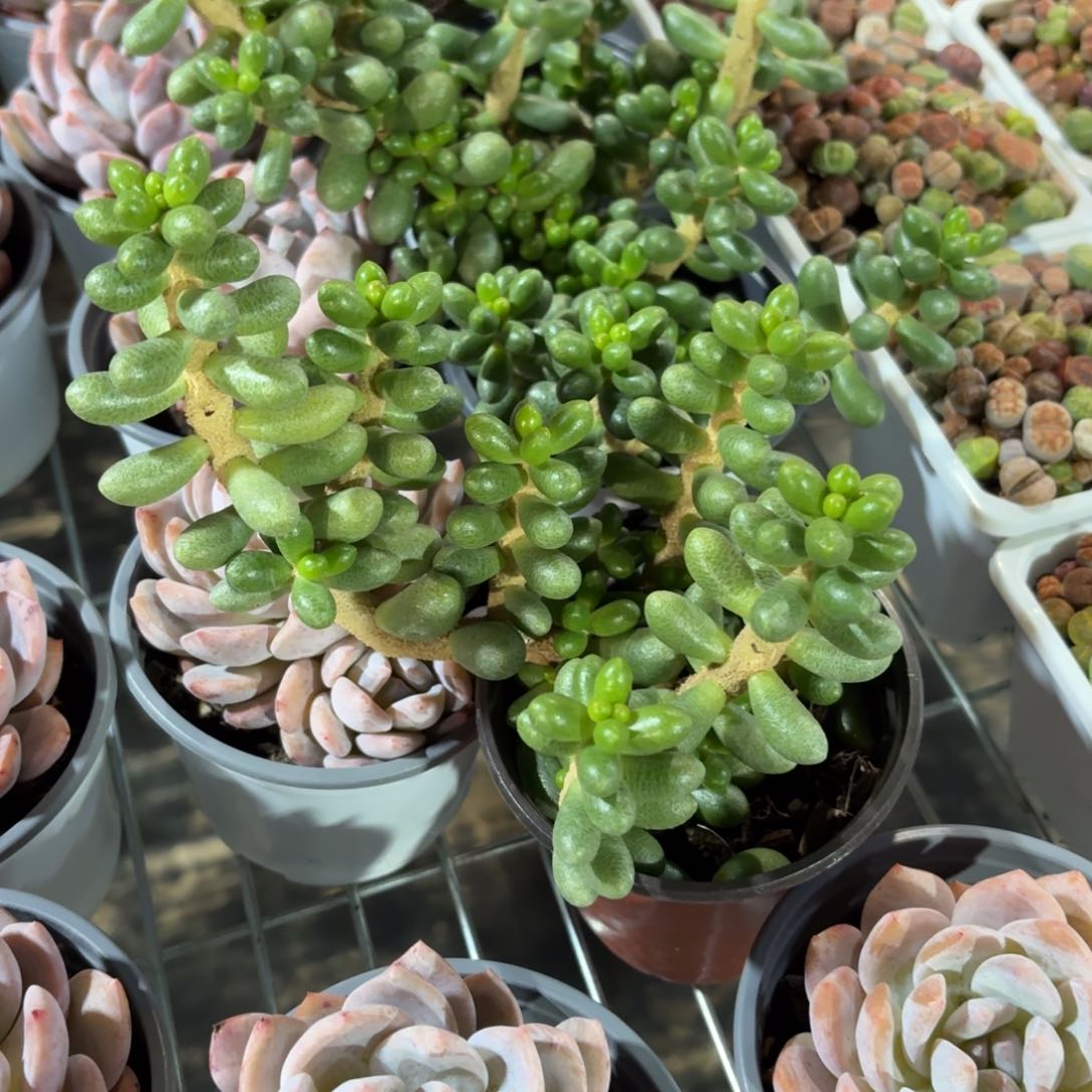 绿龟之卵多肉9㎝盆