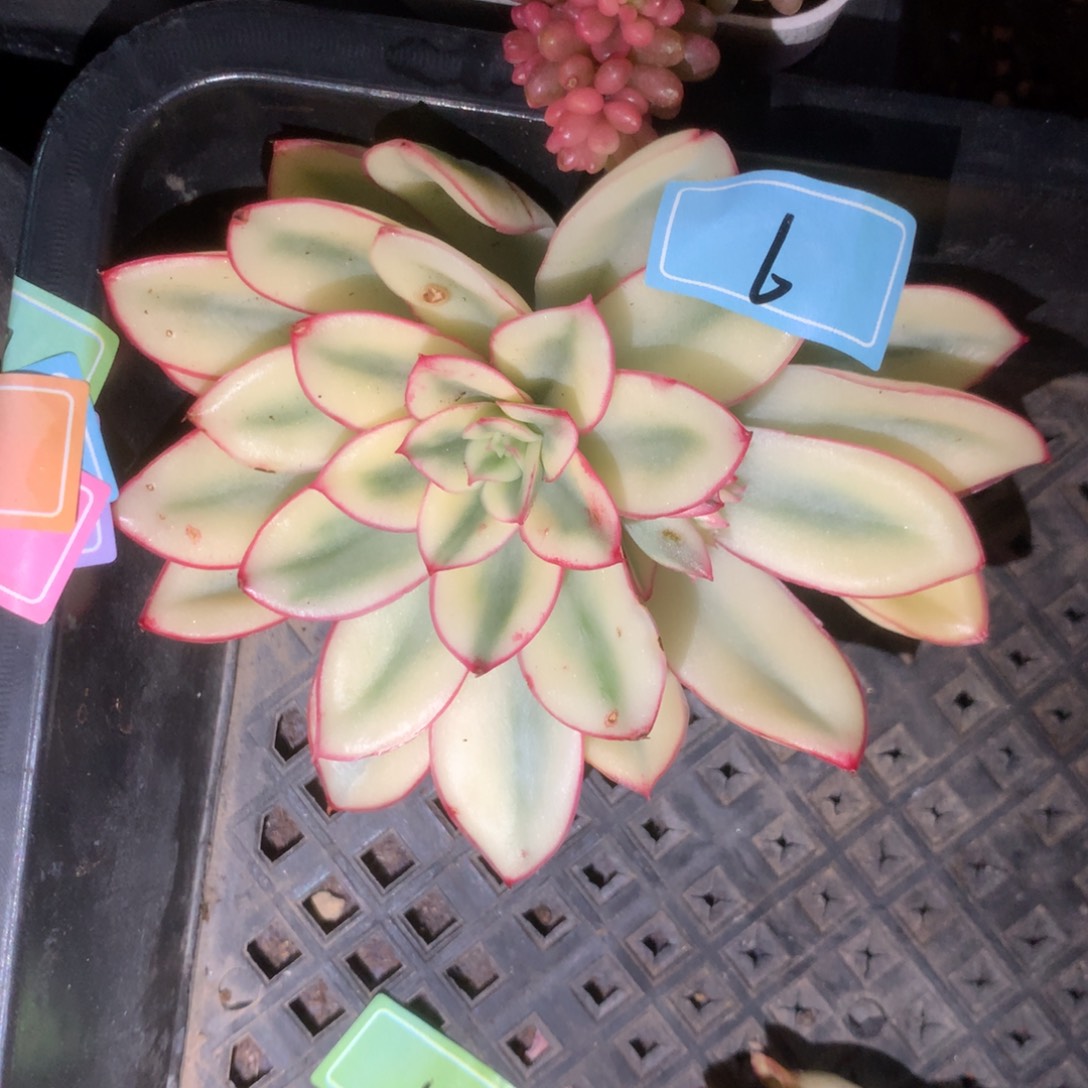福利红花女王覆轮锦有根