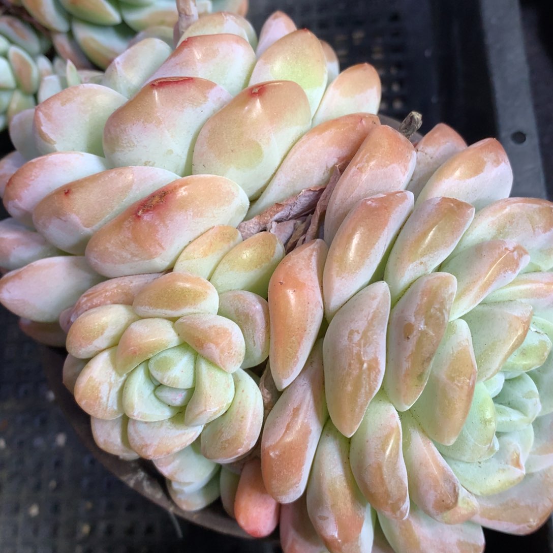 0310-72 老桩冰玉