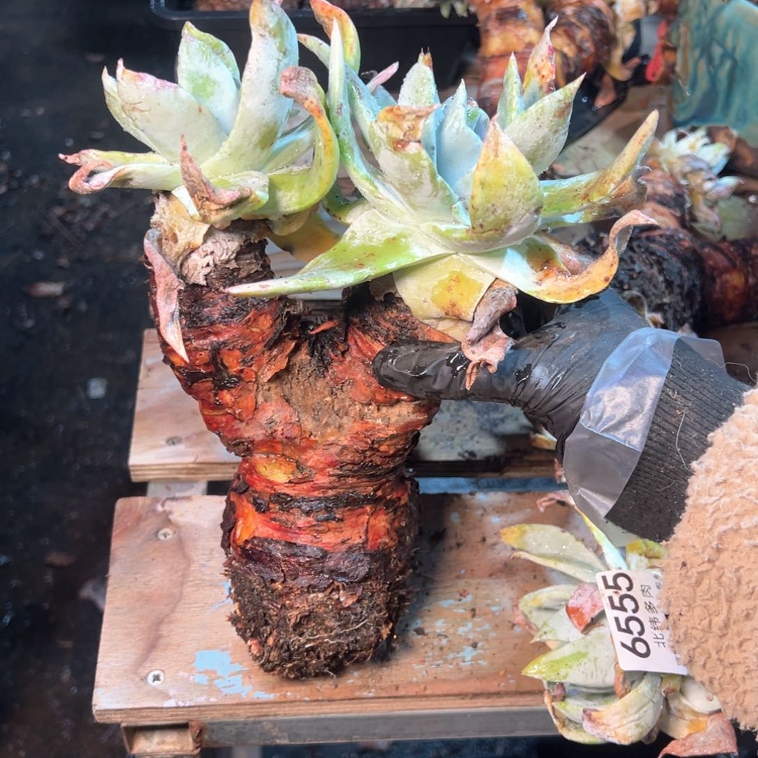 6556哈哈哈哈哈哈哈哈 