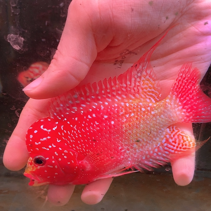 罗汉鱼福利88888888