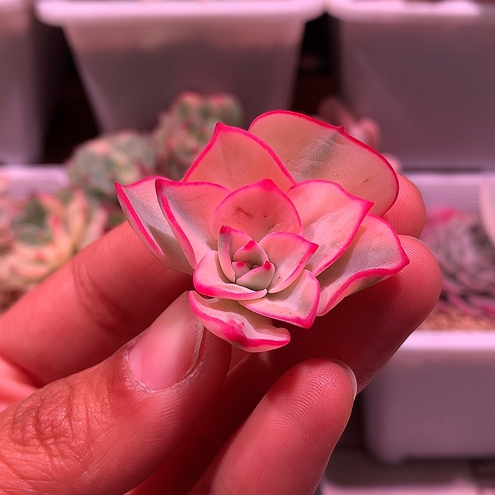 剑斯诺娃锦锦锦锦