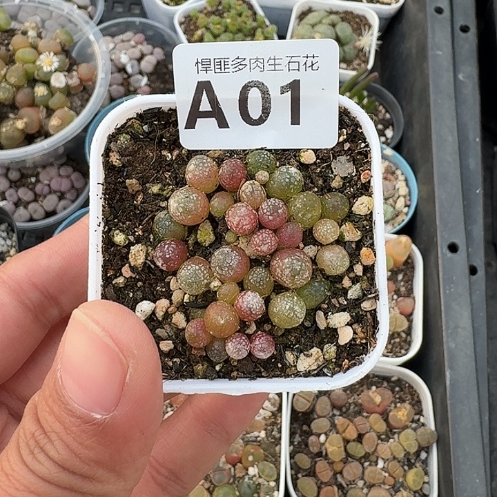 1多肉植物多肉植物
