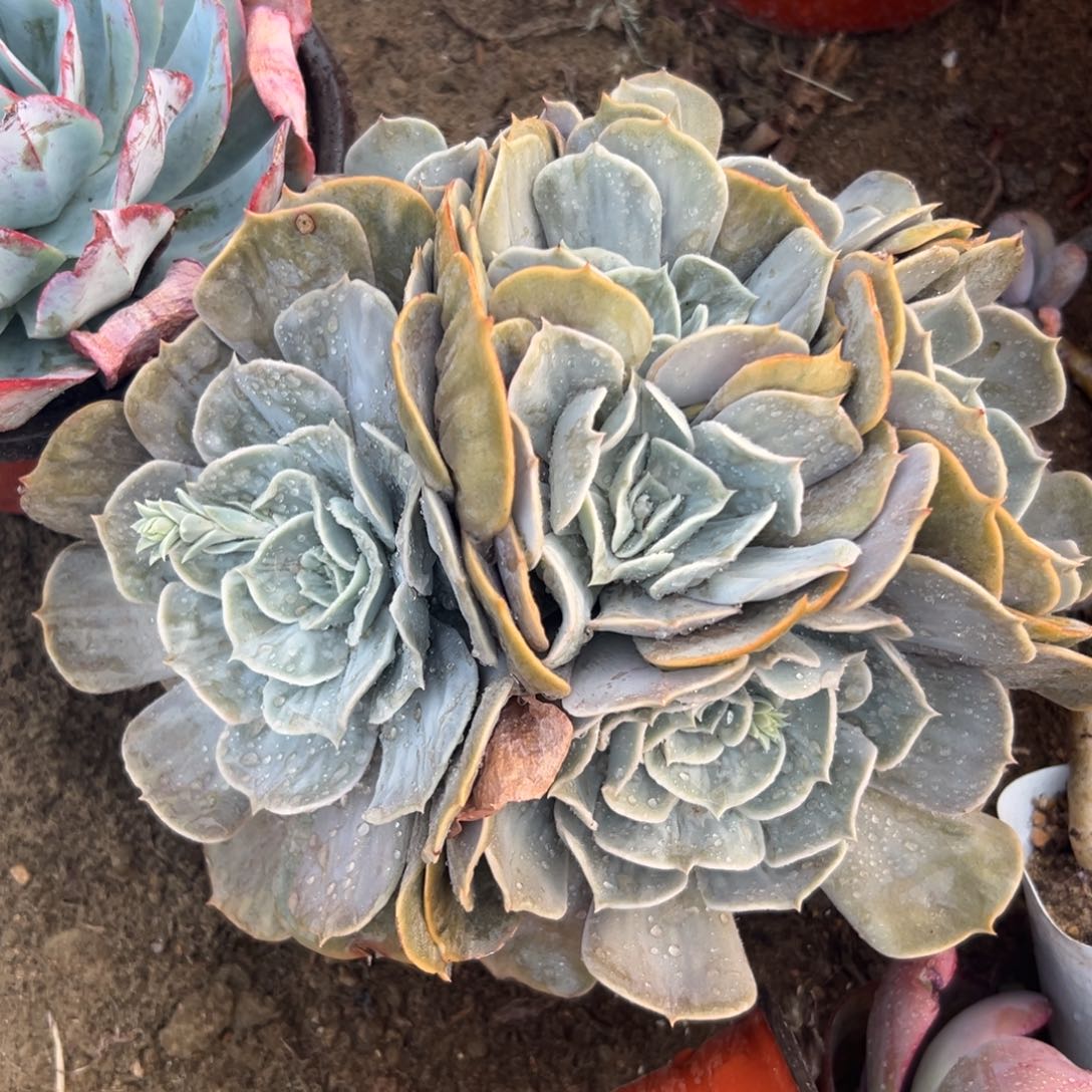 多肉植物多肉植物