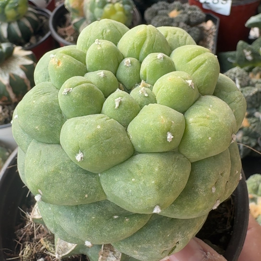 【闪购商品】圆尤凸尤鲜448