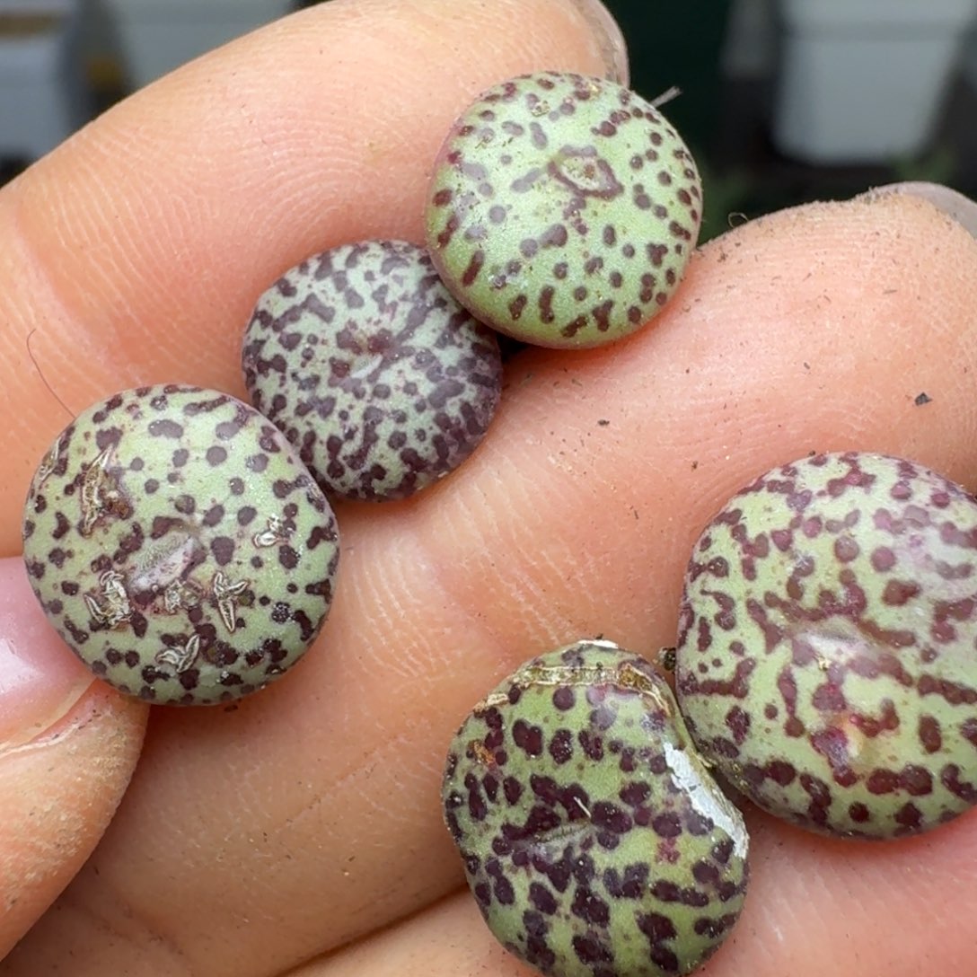 232五颗00000000000000