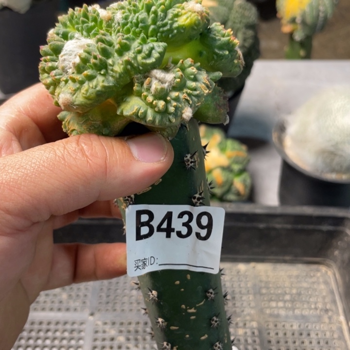 刘***人439一个哥怒仙人球带锦