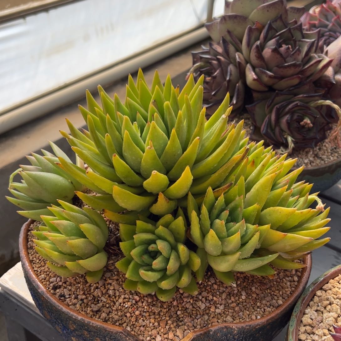 从前慢多肉精选编号0217.201带盆