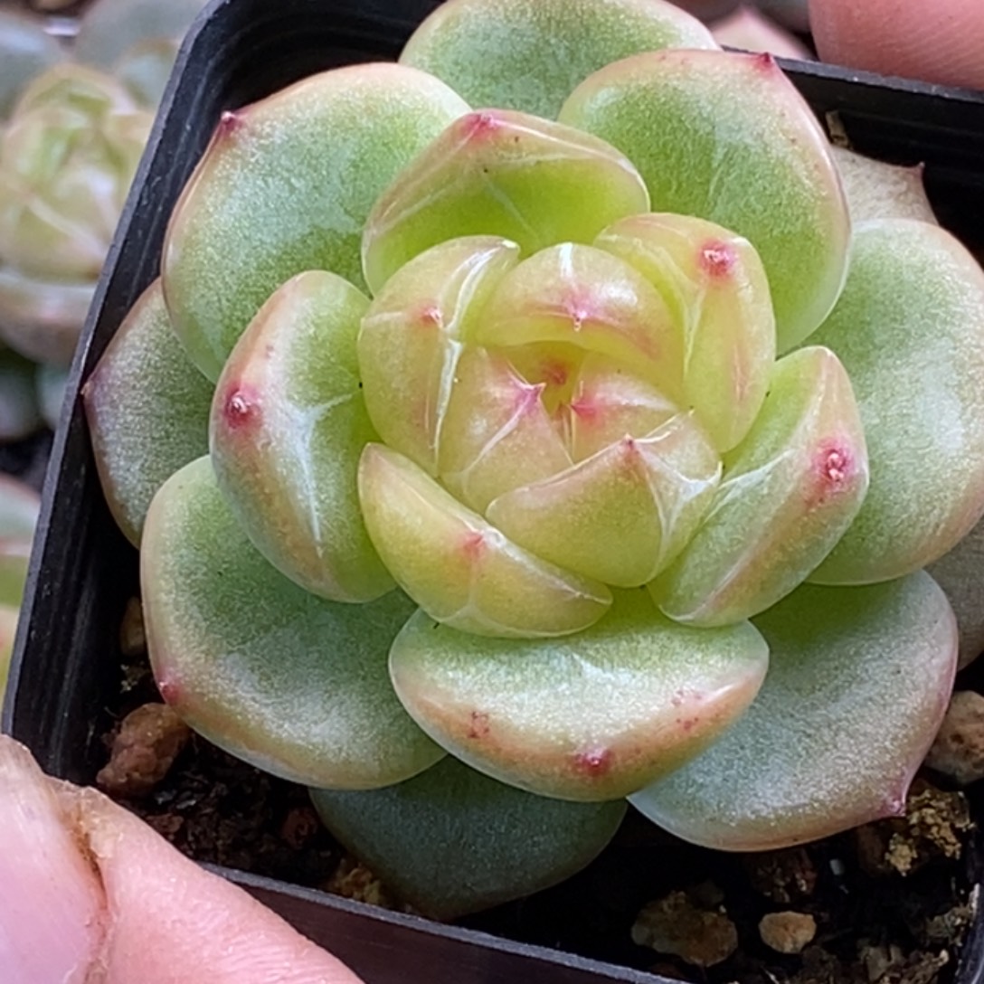 天官赐福百无禁忌