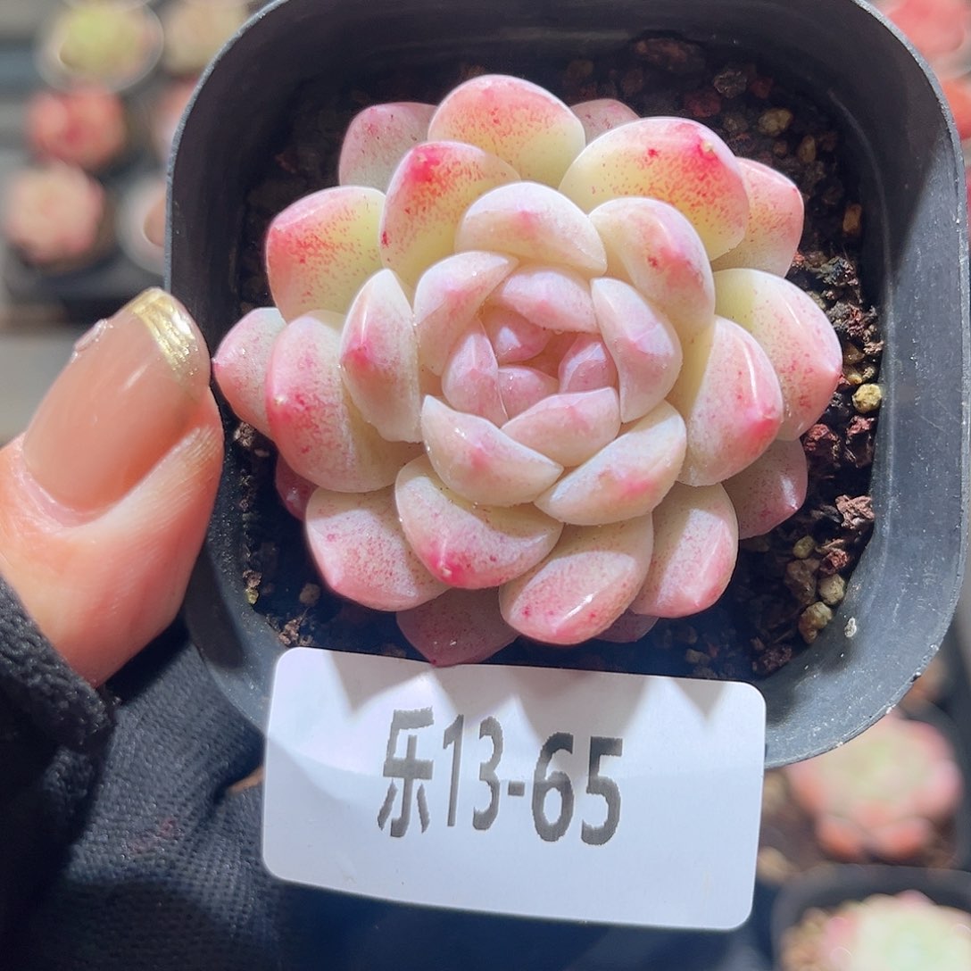 乐13-65 明月心单头