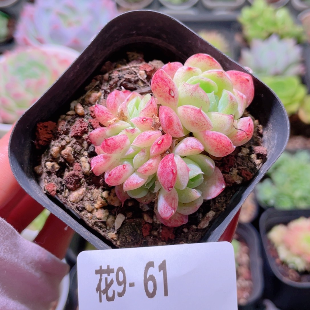 花利美9-61彼岸花
