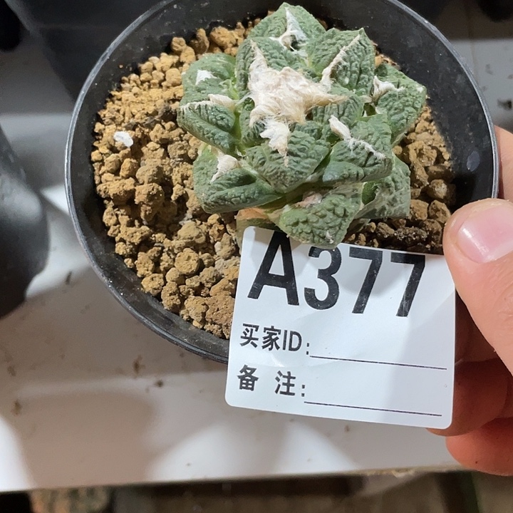 小***草377带根小尤龟甲一个