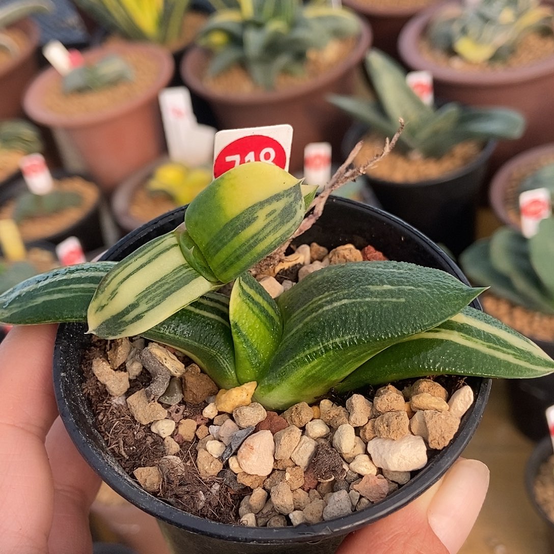 用***2718、276卧牛实生锦带盆发货