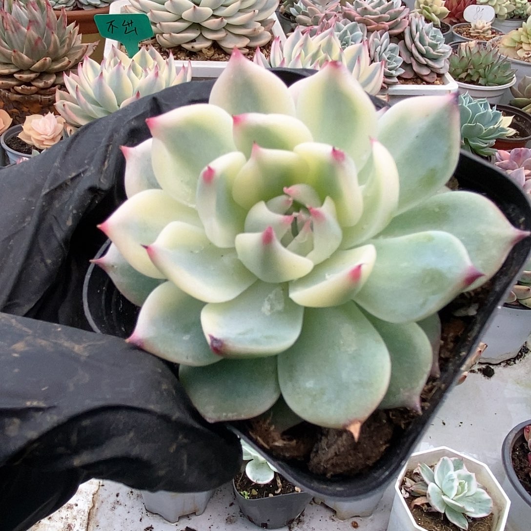 121锦锦锦锦锦锦锦锦