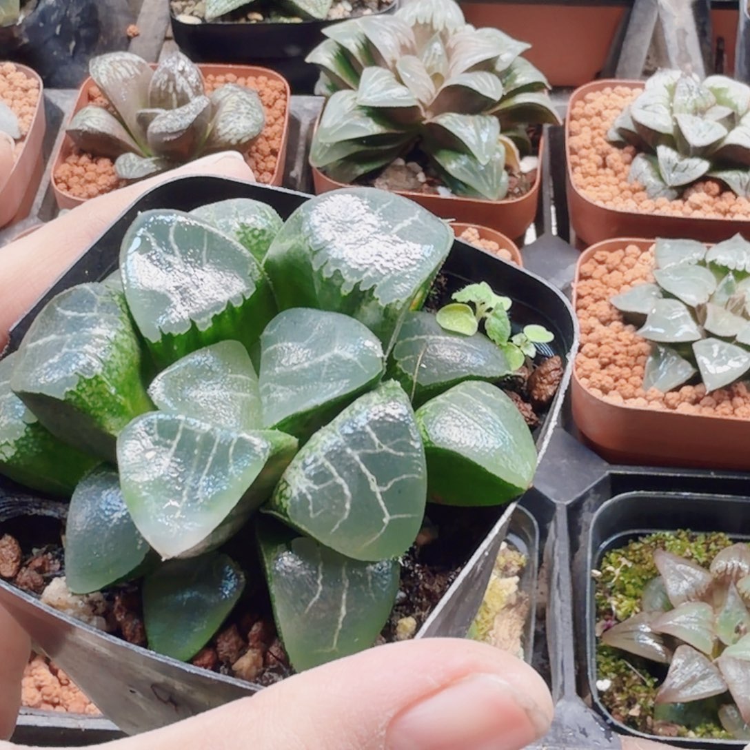 蓝***宝无花朵十二卷月影福利