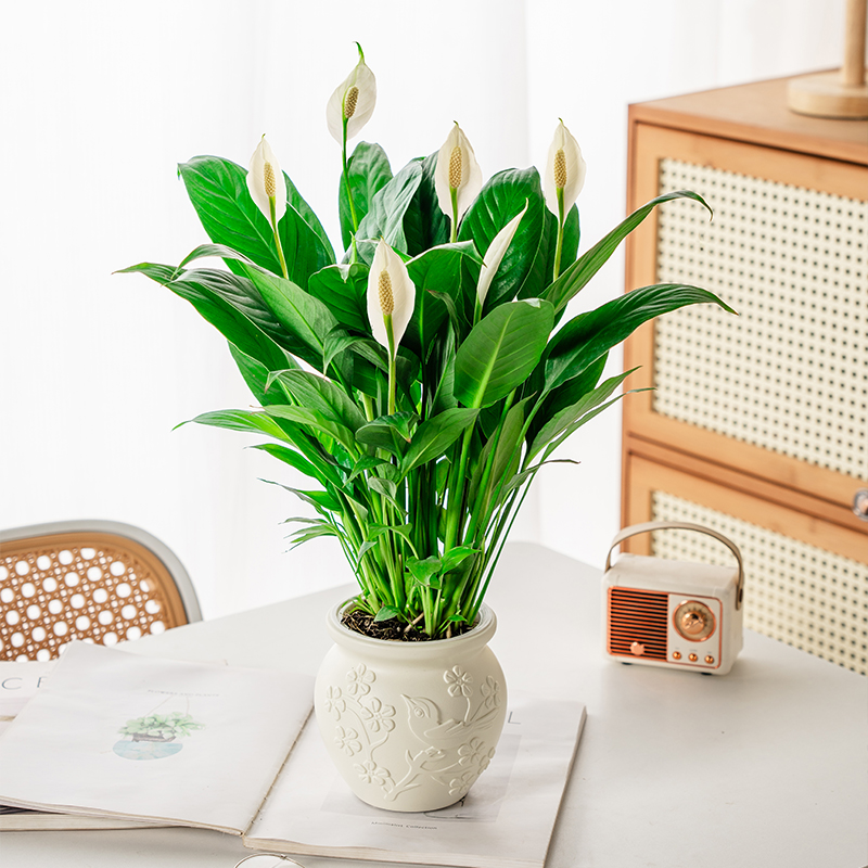 鲜菲淳白掌盆栽一帆风顺水培植物室内好养花卉绿植水养四季开花