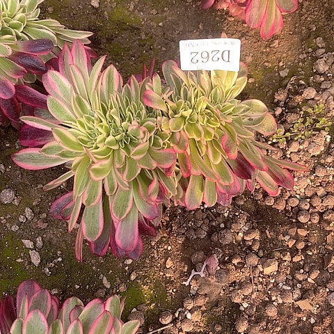 262美杜莎缀化多肉