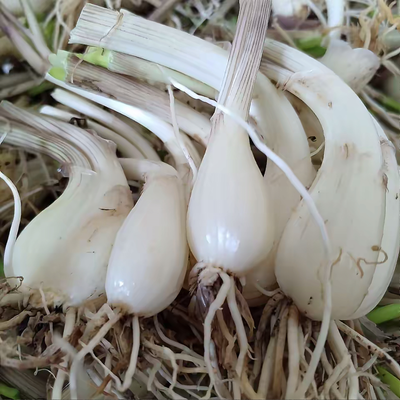 (农村好货）湖南邵阳农村阳光本地荞头