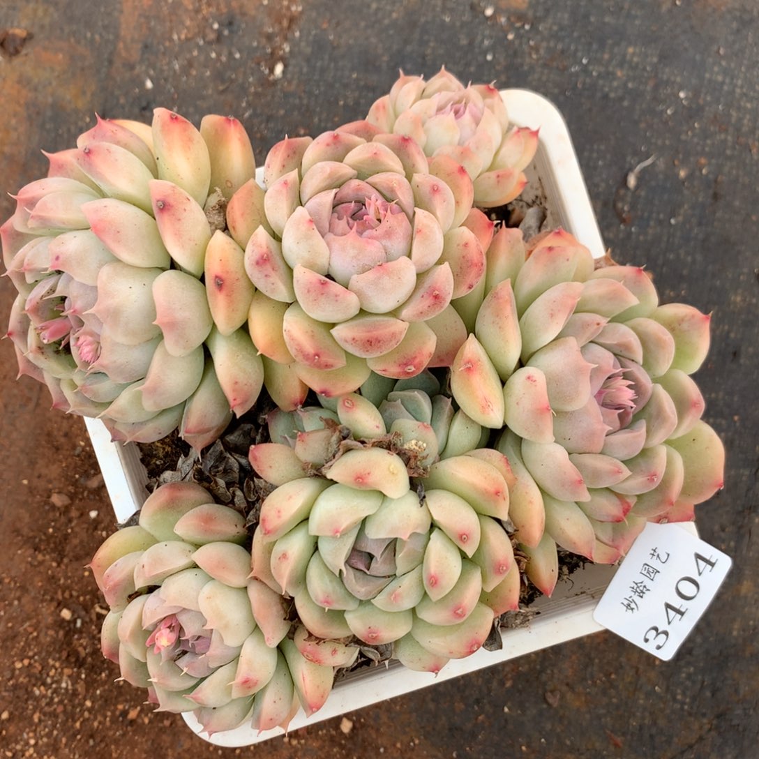 3404杂交精品基地15厘米