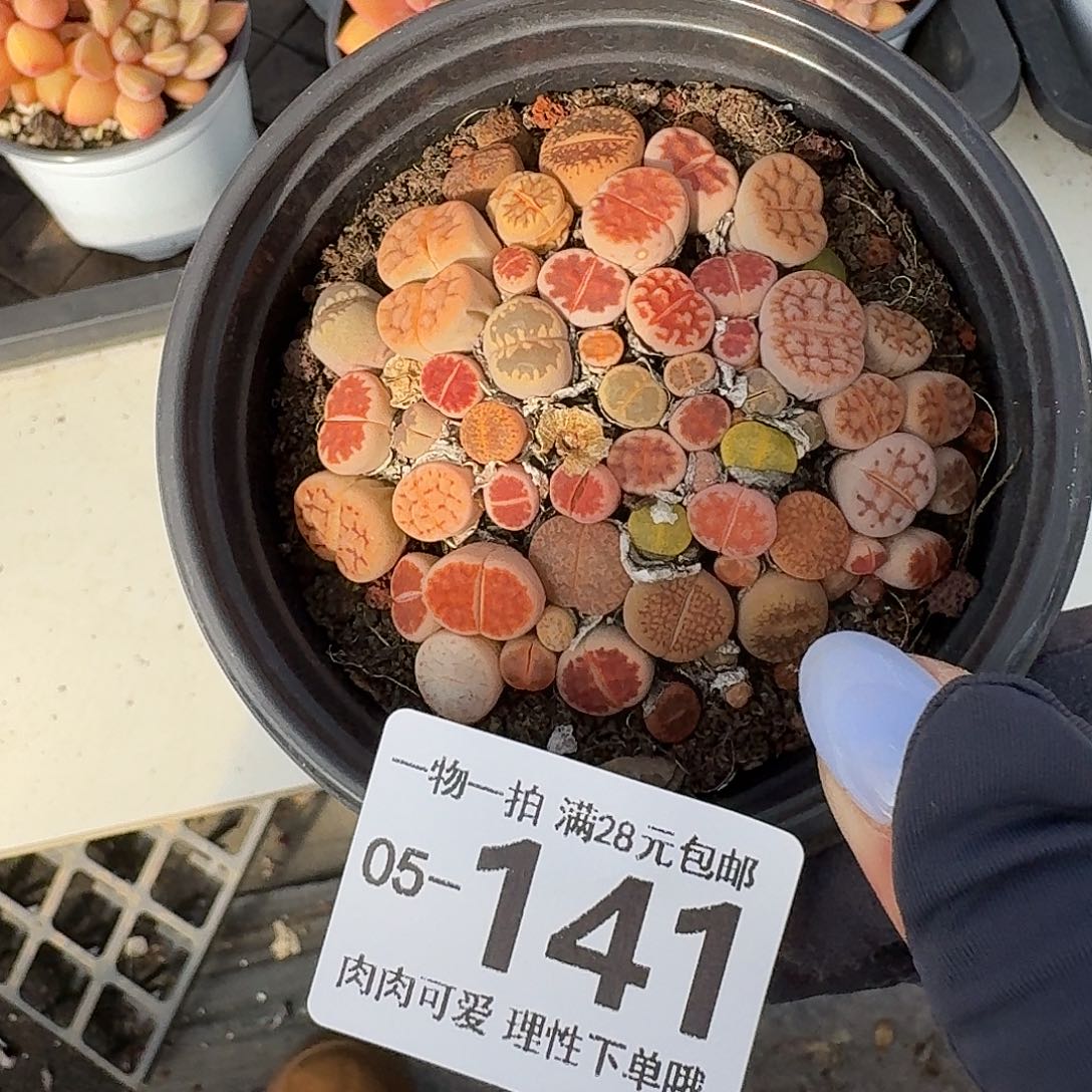 生石花无盆土发货无