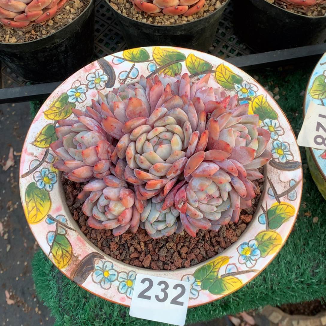 232橙子手捧多肉植物